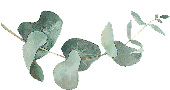 Agm-Eucalyptus-180
