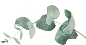 Agm-Eucalyptus
