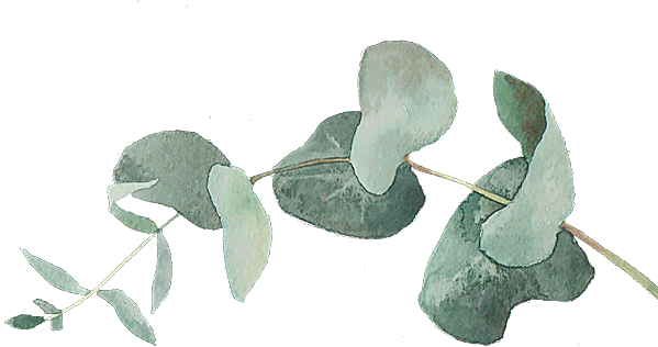 Agm-Eucalyptus